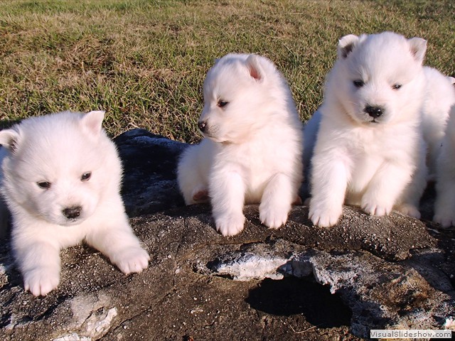 pups-2