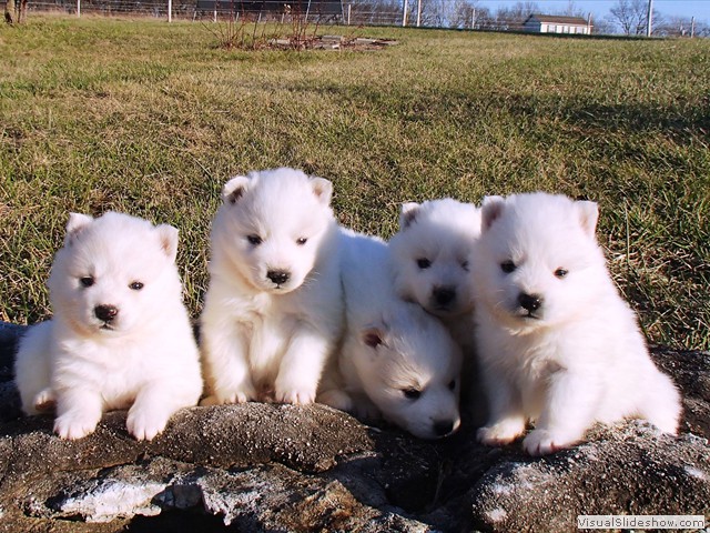 pups-3