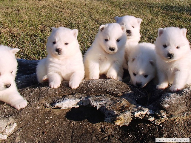 pups-4