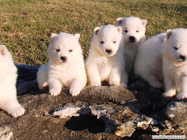 pups-5