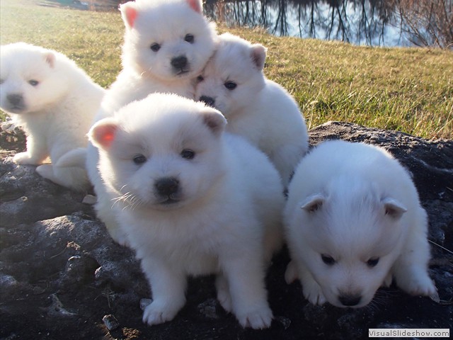 pups-6
