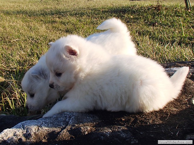 pups-8