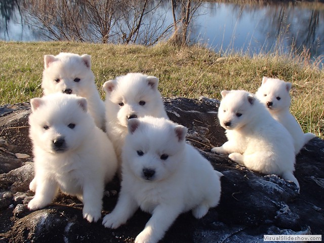pups-9