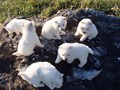 pup-10