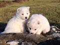 pup-9