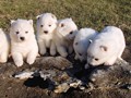 pups-1