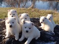 pups-10