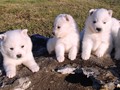 pups-2