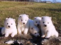 pups-3