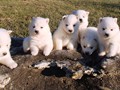 pups-4