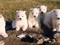 pups-5