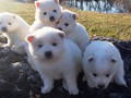 pups-6