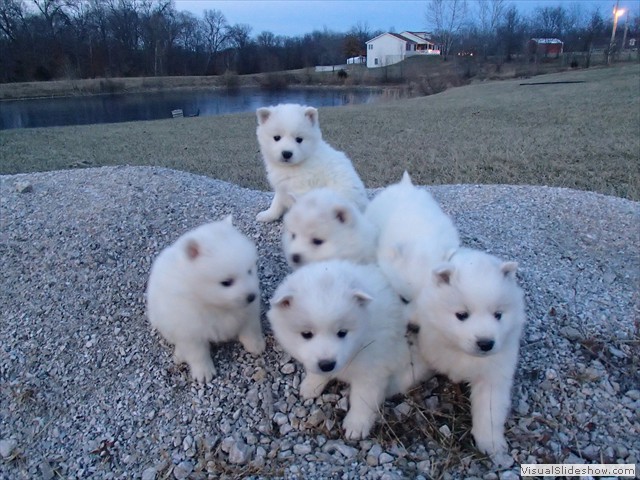 pups-1
