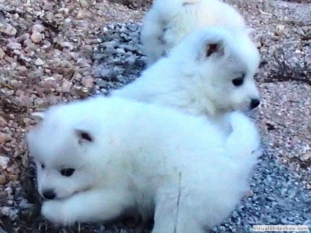 pups-11