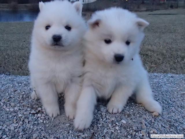 pups-12