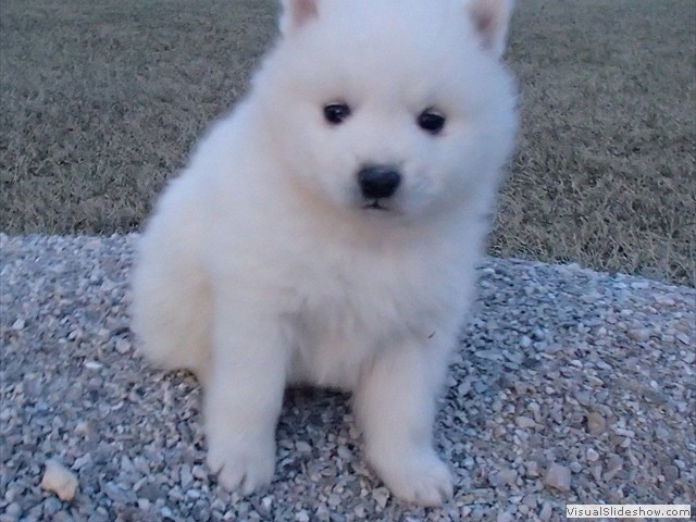 pups-13