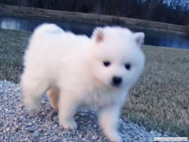 pups-14