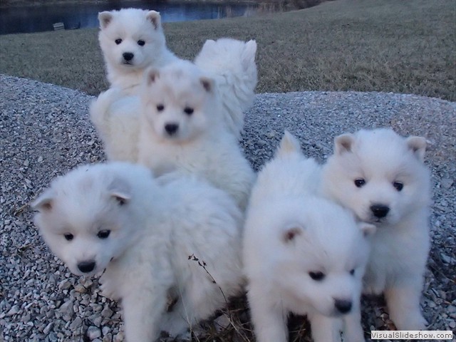 pups-2