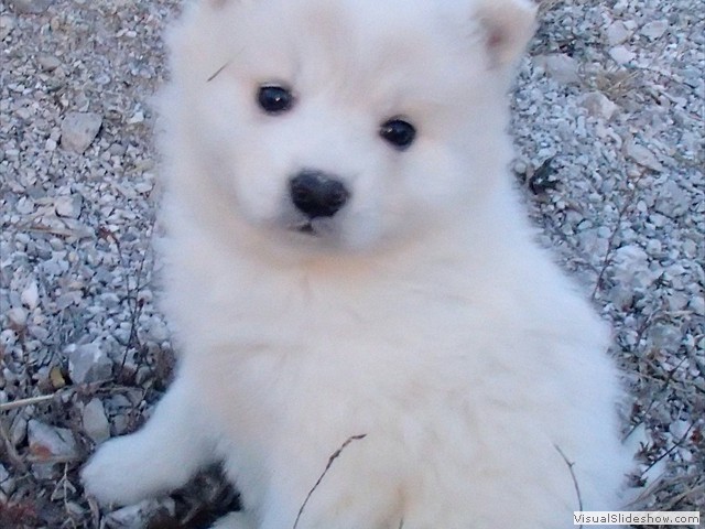 pups-3