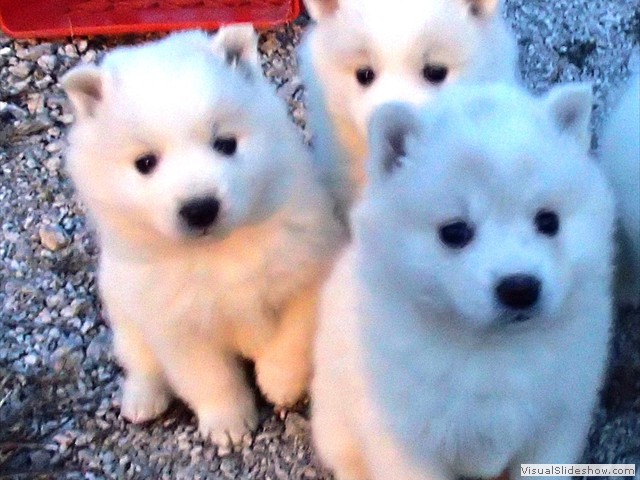 pups-4