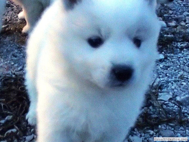 pups-5