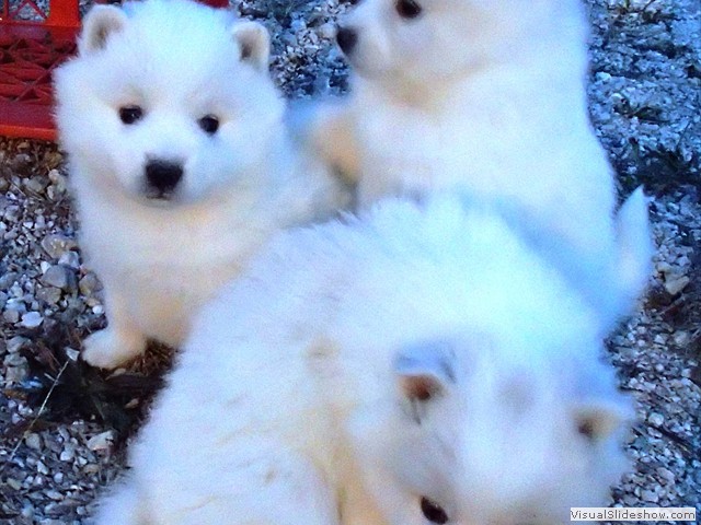 pups-7