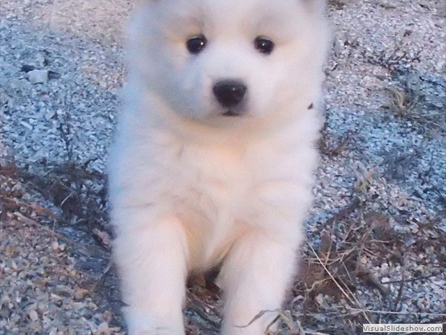 pups-9