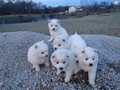 pups-1