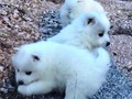 pups-11