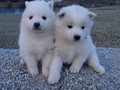 pups-12