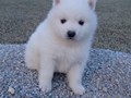 pups-13