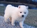 pups-14