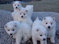 pups-2