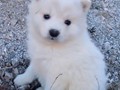 pups-3