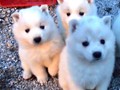pups-4