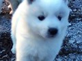 pups-5