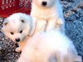 pups-6