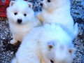 pups-7
