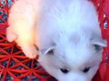 pups-8