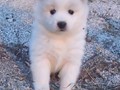 pups-9