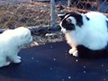 pups-cleo-2