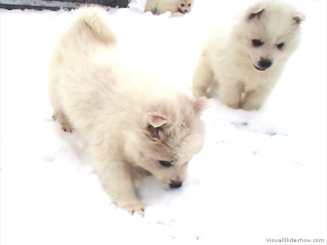pups-1