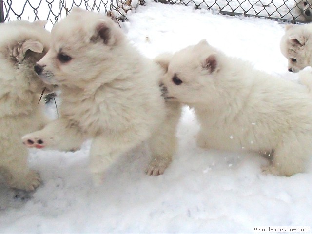 pups-2