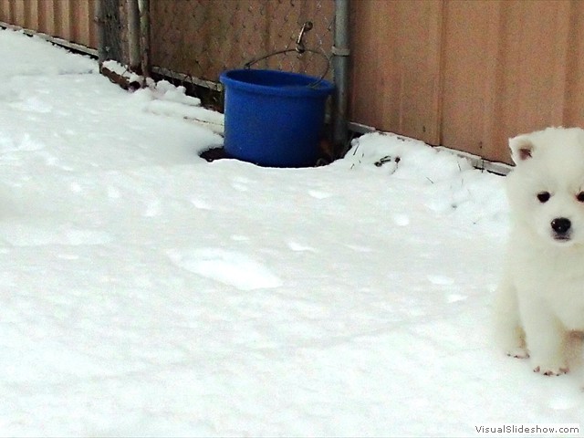 pups-3