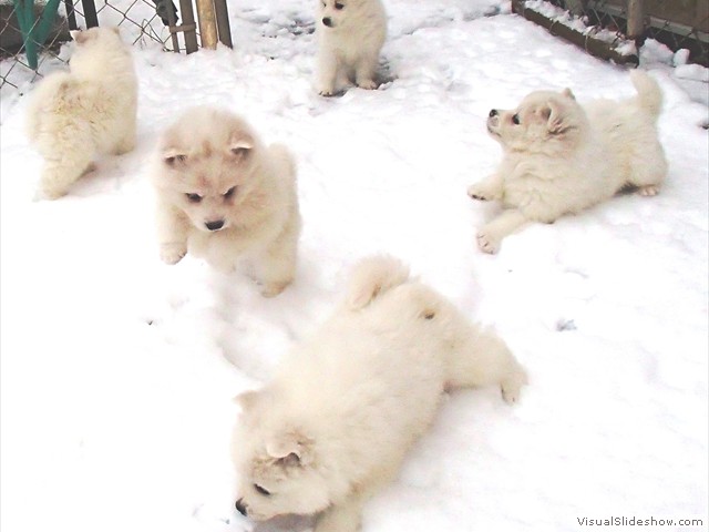 pups-4