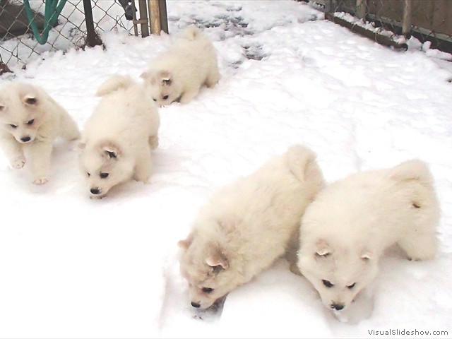 pups-5