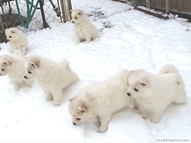 pups-6