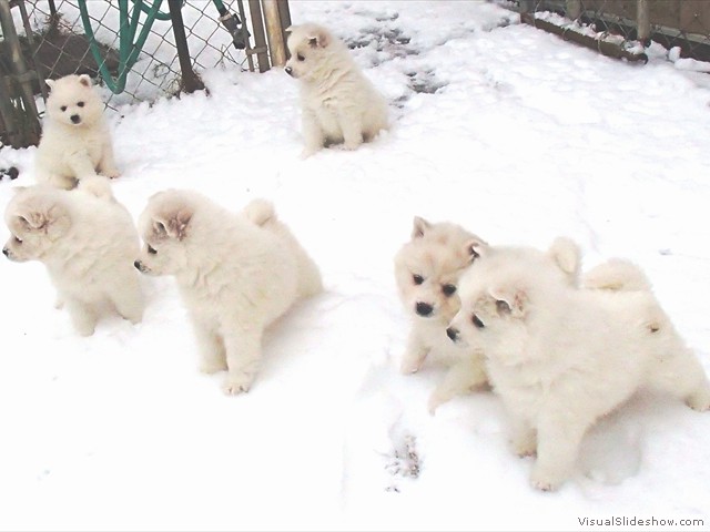 pups-7