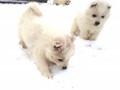 pups-1