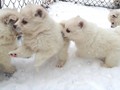 pups-2